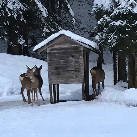 Bacher Oberkumbichl 900 Apartment *